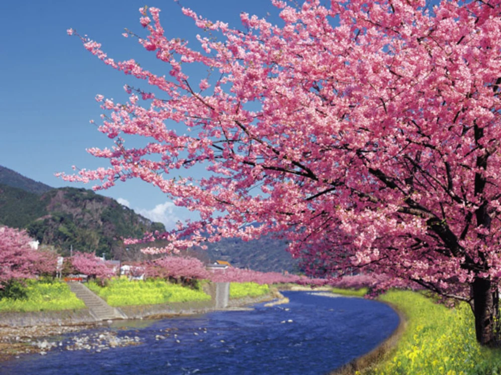 日本櫻花花期將至,東京近郊最早開花的就是靜岡縣的河津櫻。