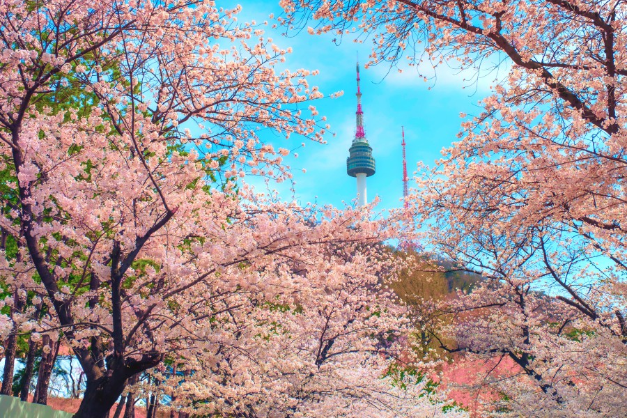 南山公園位於韓國首爾市中區,亦是首爾規模最大的公園,附近有許多熱門觀光景點。