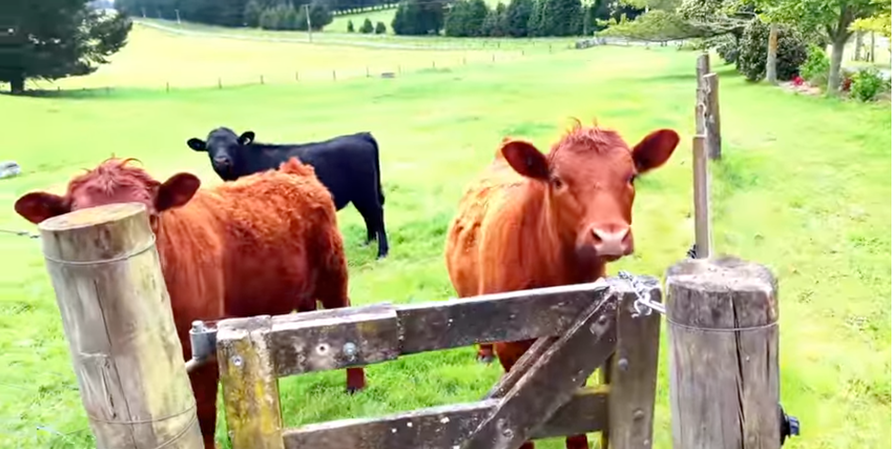 唐寧透露自己自從移居紐西蘭後，不時在駕駛中途見到牛群、羊群、馬兒在大草原。