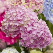 香港花卉展覽事隔3年再度回歸,今屆花展以繡球花為主題花。