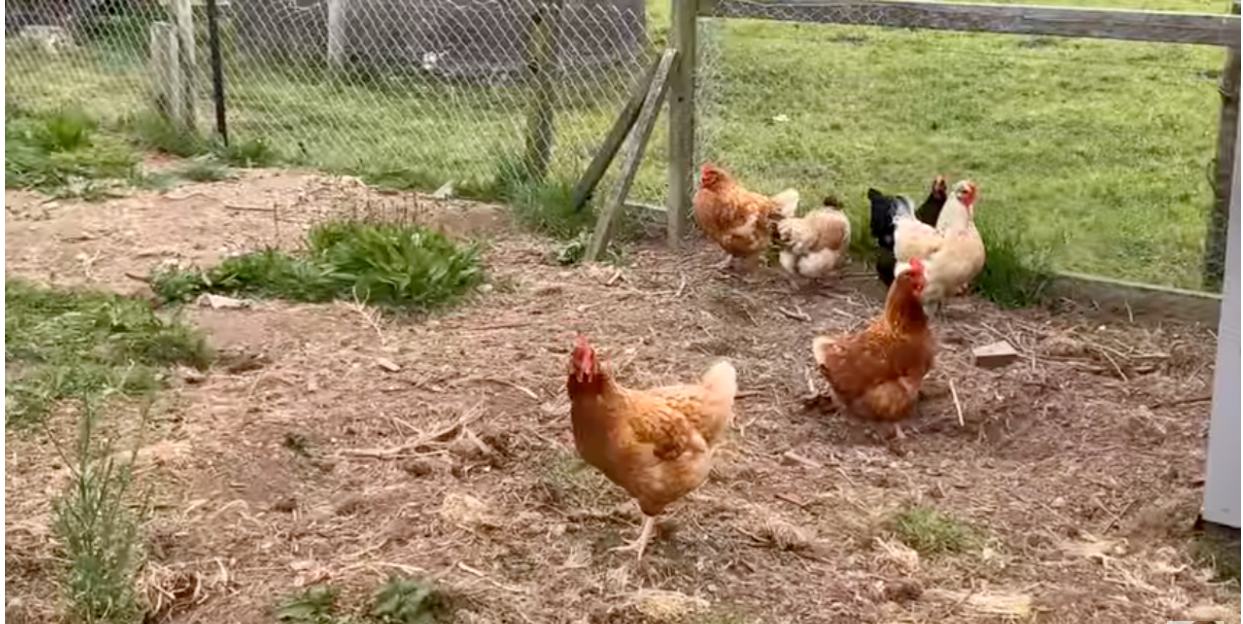 眼前的雞場，地方寬敞，佈置整潔，雞隻通地走。