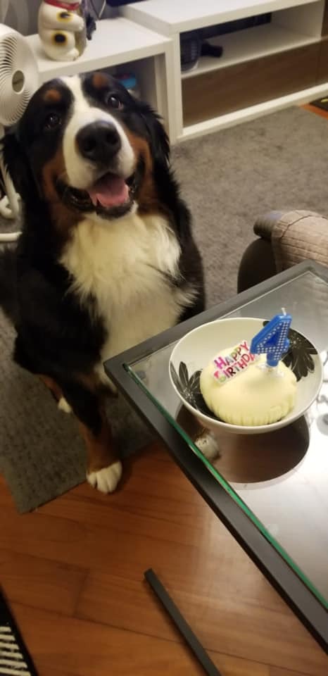 艾威與陳美玲以前育有一隻伯恩山犬Sashimi