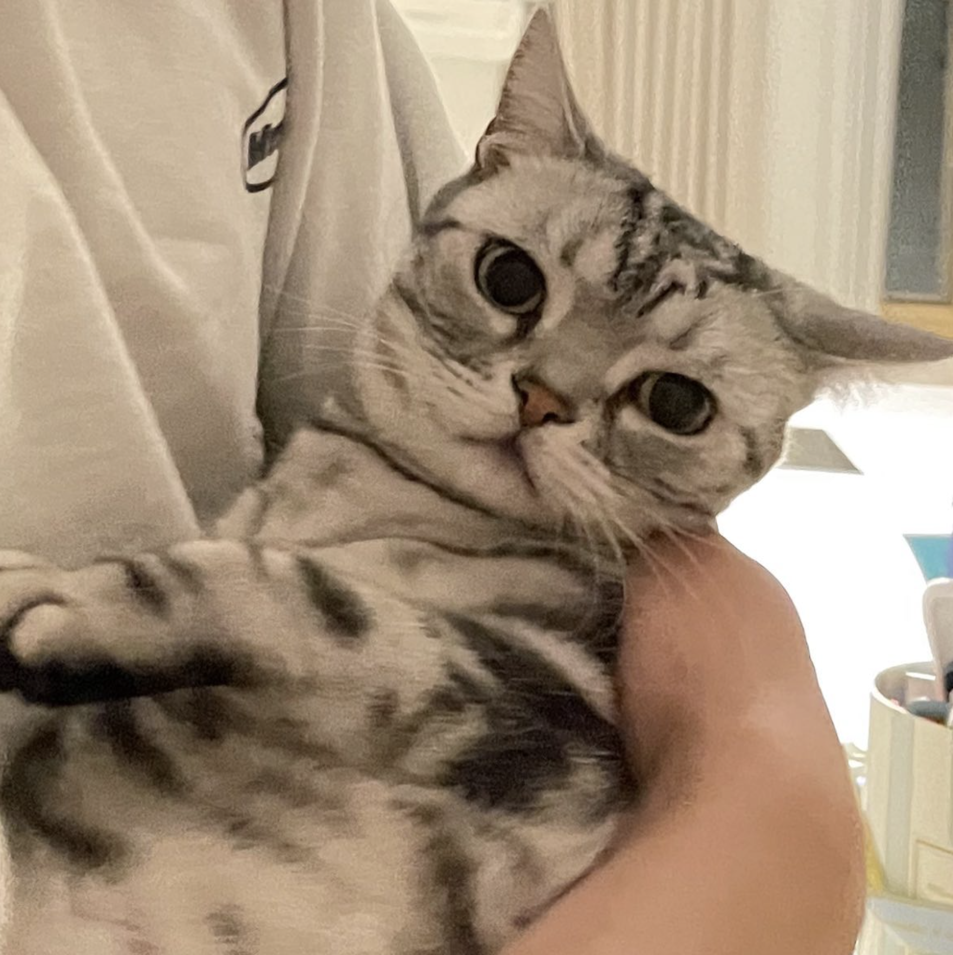 安孝燮原來私下是一位「貓奴」