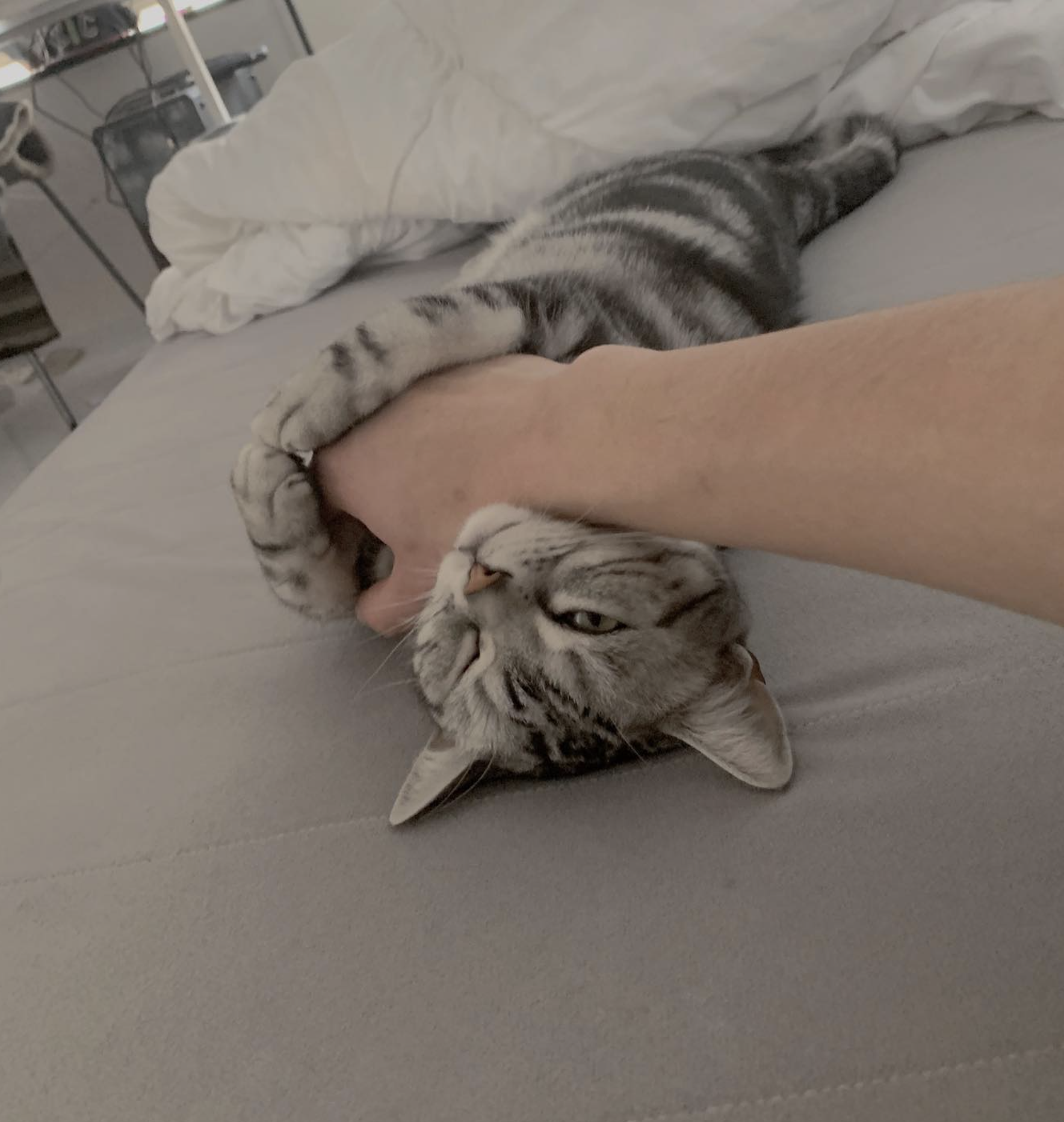 安孝燮的社交平台上不時會分享自己與바울的互動