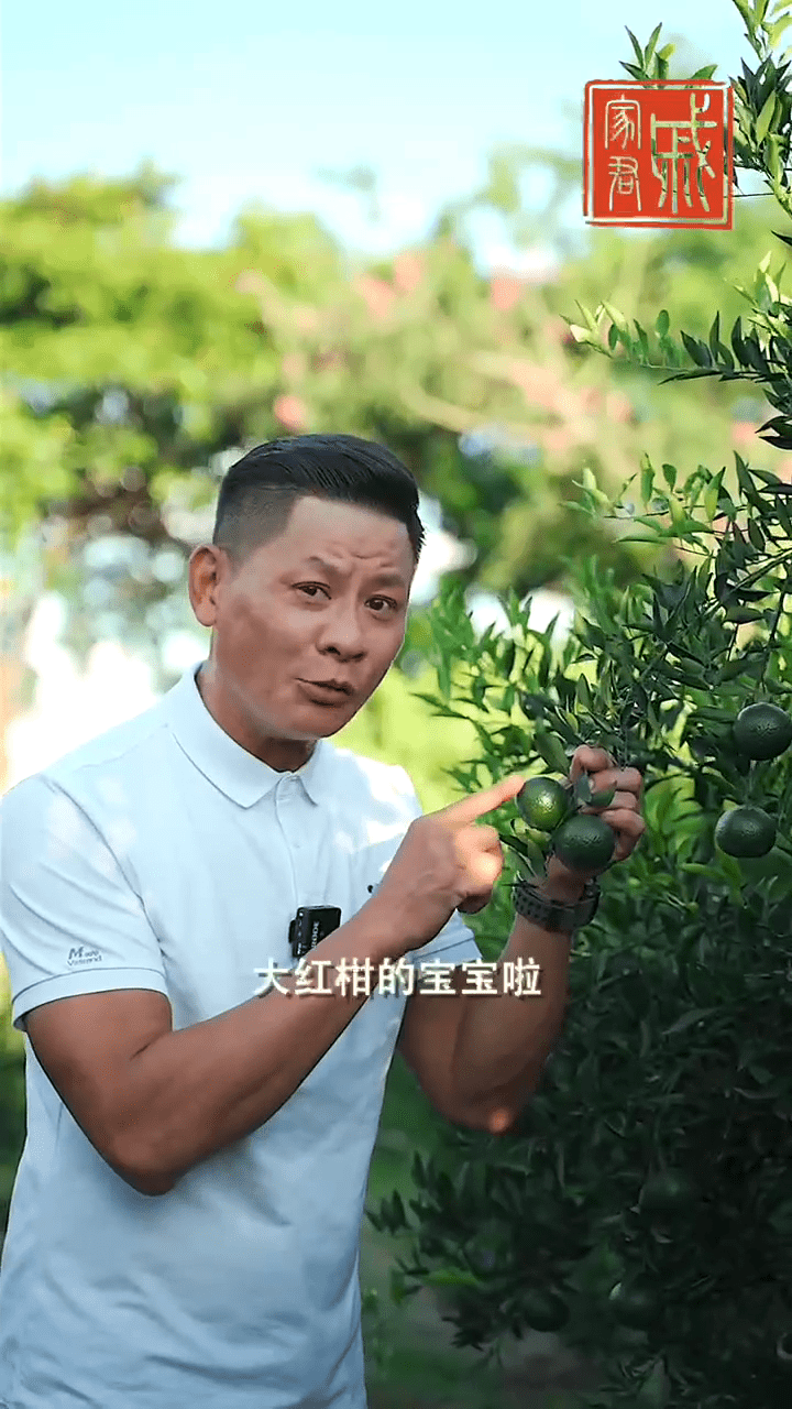 林敬剛升呢「陳皮大王」。