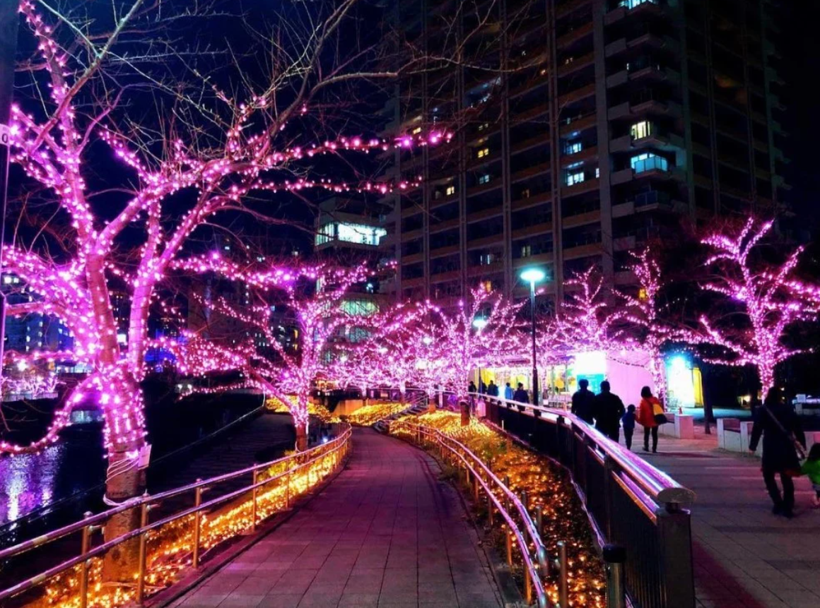 目黑川是東京的人氣賞櫻勝地之一，冬季時將會在沿岸的樹上掛上超過40萬顆粉紅色的LED燈泡，打造「冬之櫻」