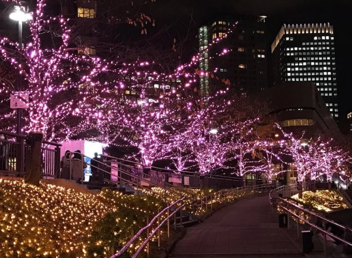 「冬之櫻」全長約2.2公里，燈光同時倒映在目黑川河岸上，感覺無比唯美。 