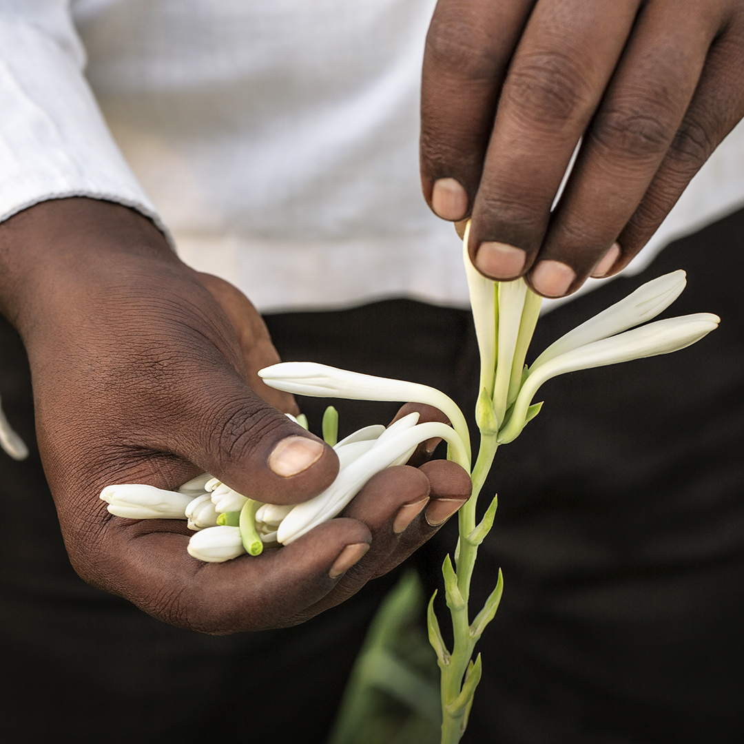 GIVENCHY 禁忌晚香香水,創造出一種令人上癮、充滿神秘危機感的香調!