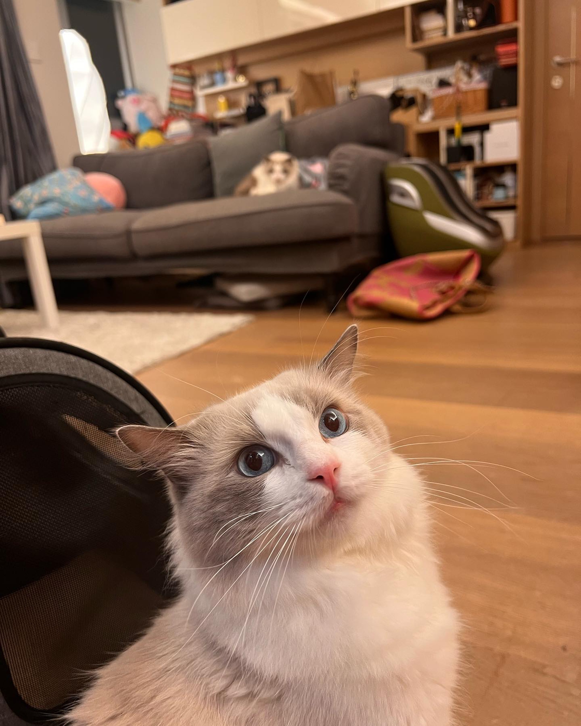 客廳夠大,可以放兩個梳化。