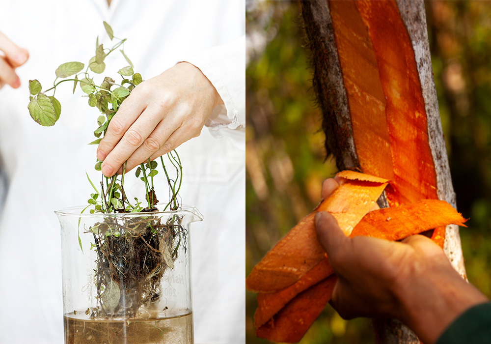 KLORANE致力研究植物超過50年，又與皮膚科醫生、毒理學家及藥劑師等超過100名專家攜手，讓每款產品都經過全方位測試。