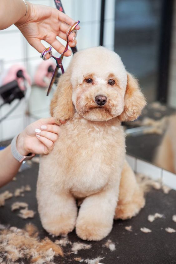 幫寵物沖涼也可以成為全職媽媽的收入來源。