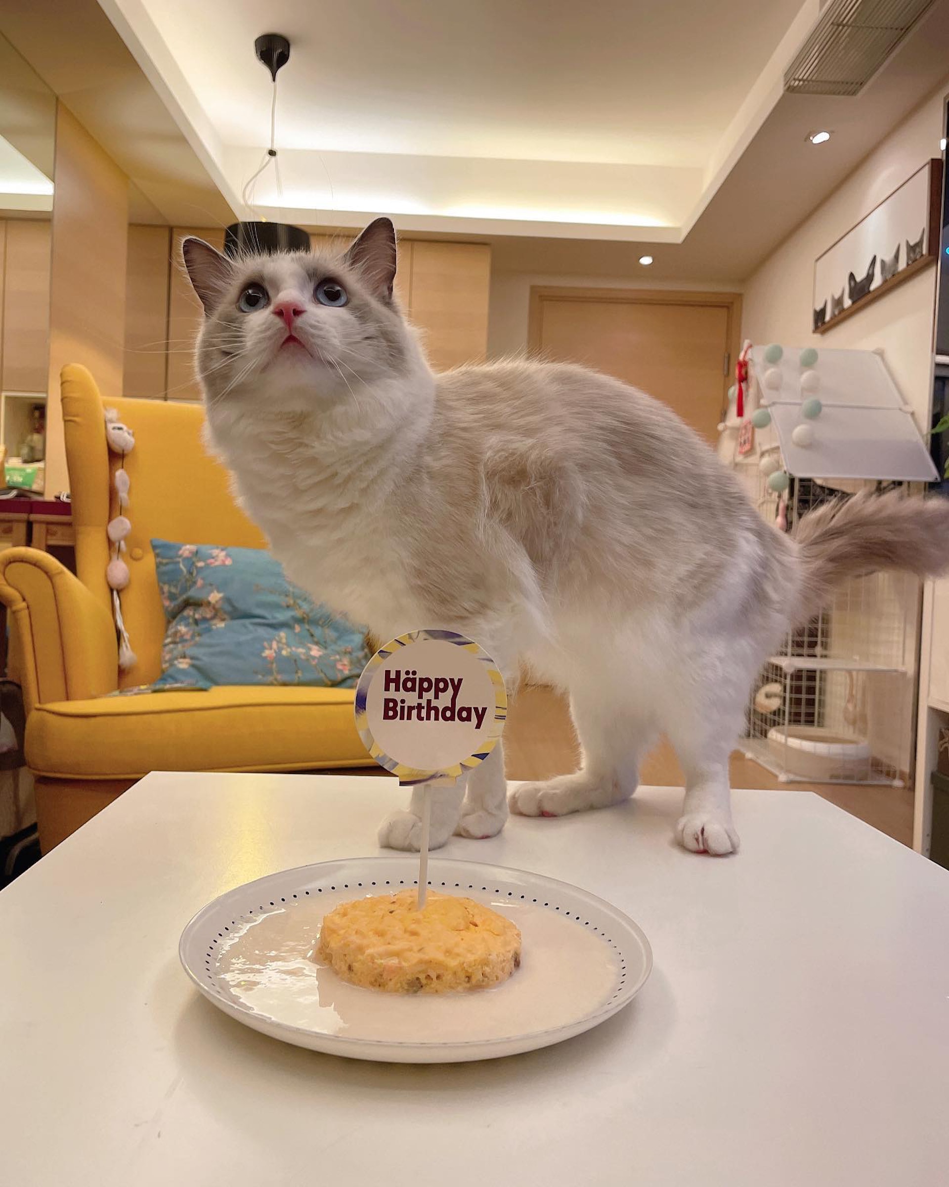 為愛貓慶祝生日。