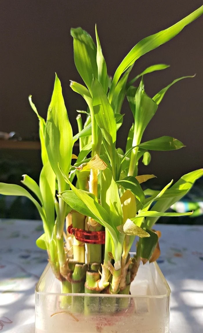 新年必買年花推介：富貴竹。