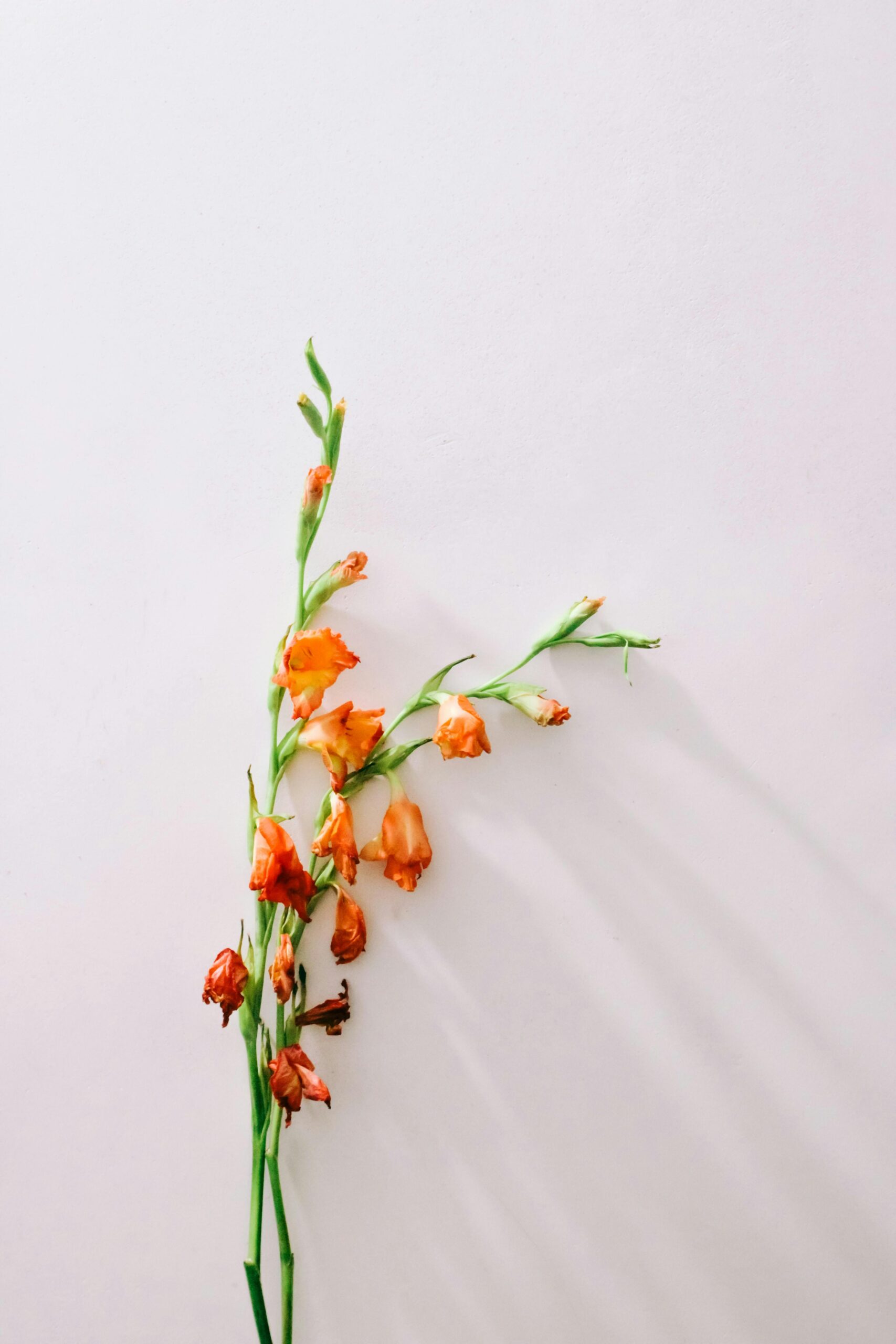 新年必買年花推介：劍蘭。