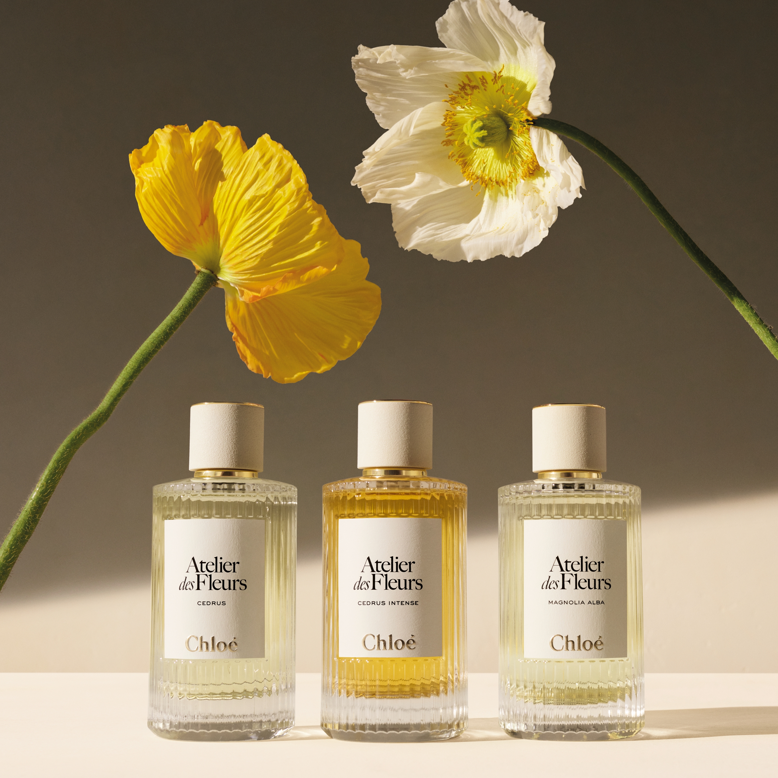 Atelier des Fleurs系列探索花卉的鮮為人知之美