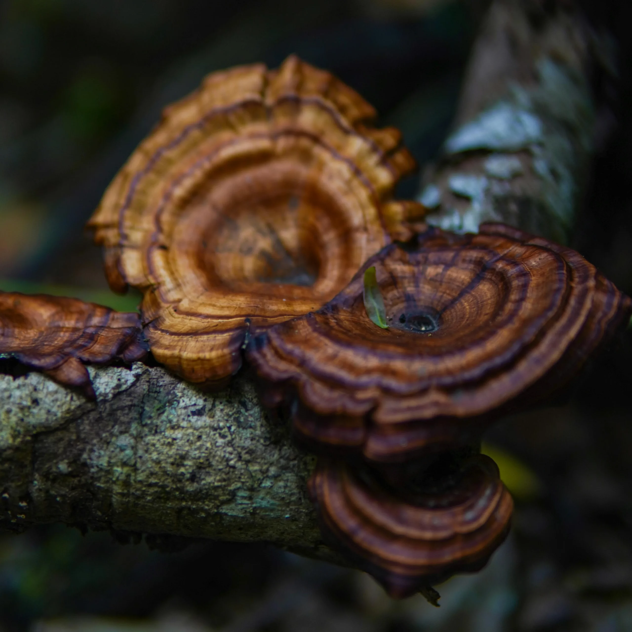 雖然英國市場目前仍處於發展階段，但在未來功能性蘑菇市場可能會有強勢成長