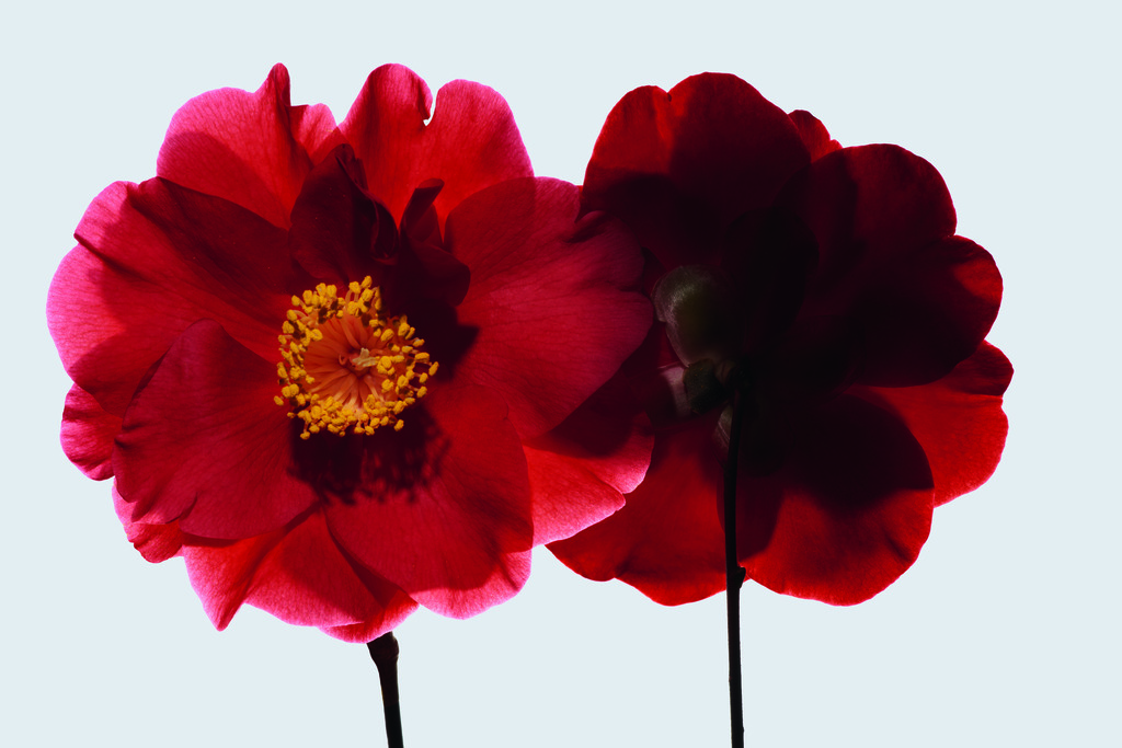 紅色山茶花萃取蘊含強效賦活力量,有效逆轉肌齡!