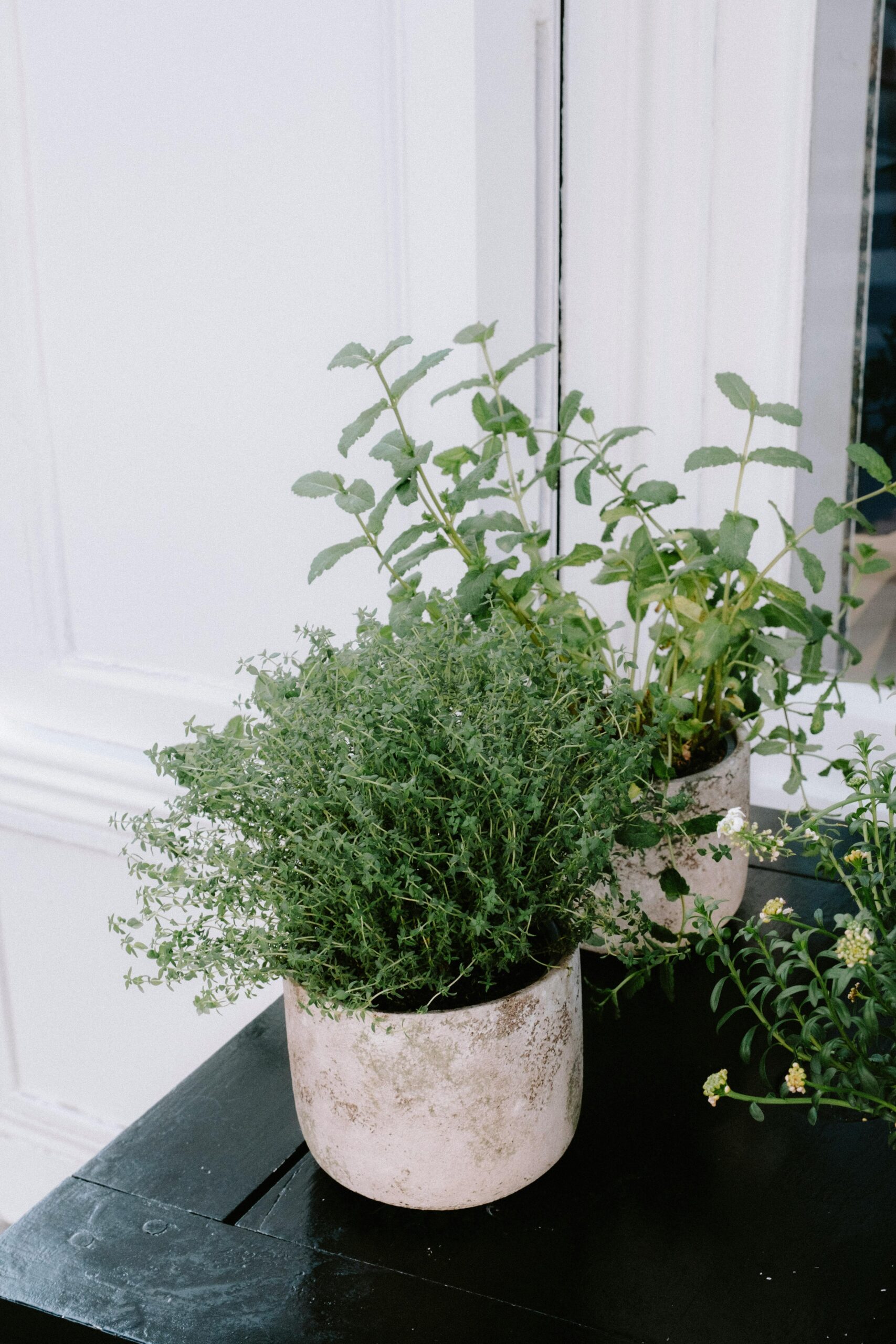 森林、割過的青草、或帶有露水的鈴蘭。這類味道能有效降低人體的皮質醇