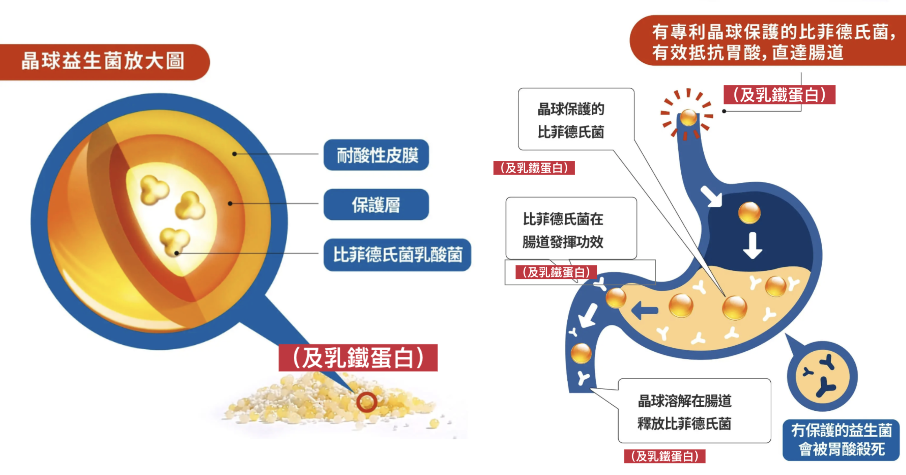 「3層耐酸性晶球技術」有效確保最少90%的活性益⽣菌，通過胃酸直落到腸道發揮功效。
