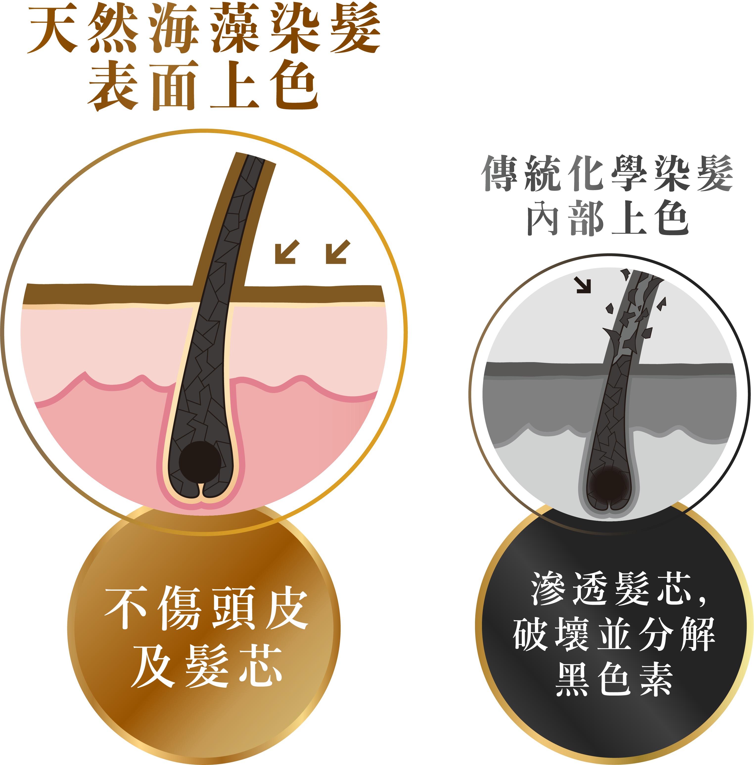 天然海藻染髮不傷害頭皮及髮芯！